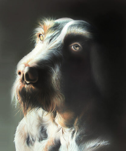 Spinone - Opera di Paolo Tagliaferro