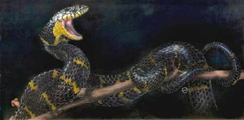 Serpente delle Mangrovie - Opera di Gianluigi Alberio