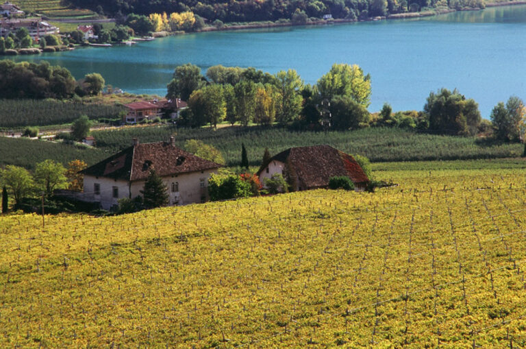Vigne sul lago ott 07 - Opera di Germano Coelli